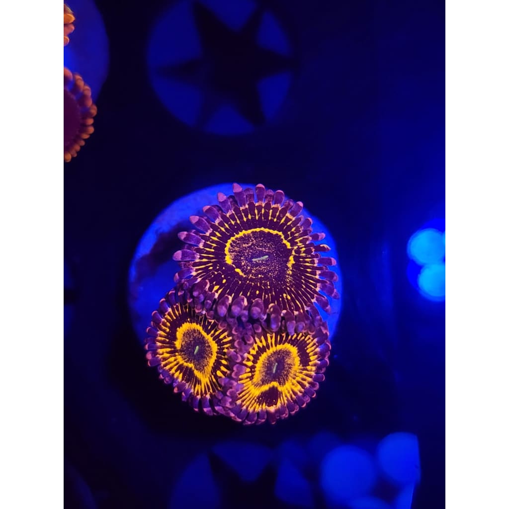 Stratosphere Zoanthid Frag WYSIWYG!