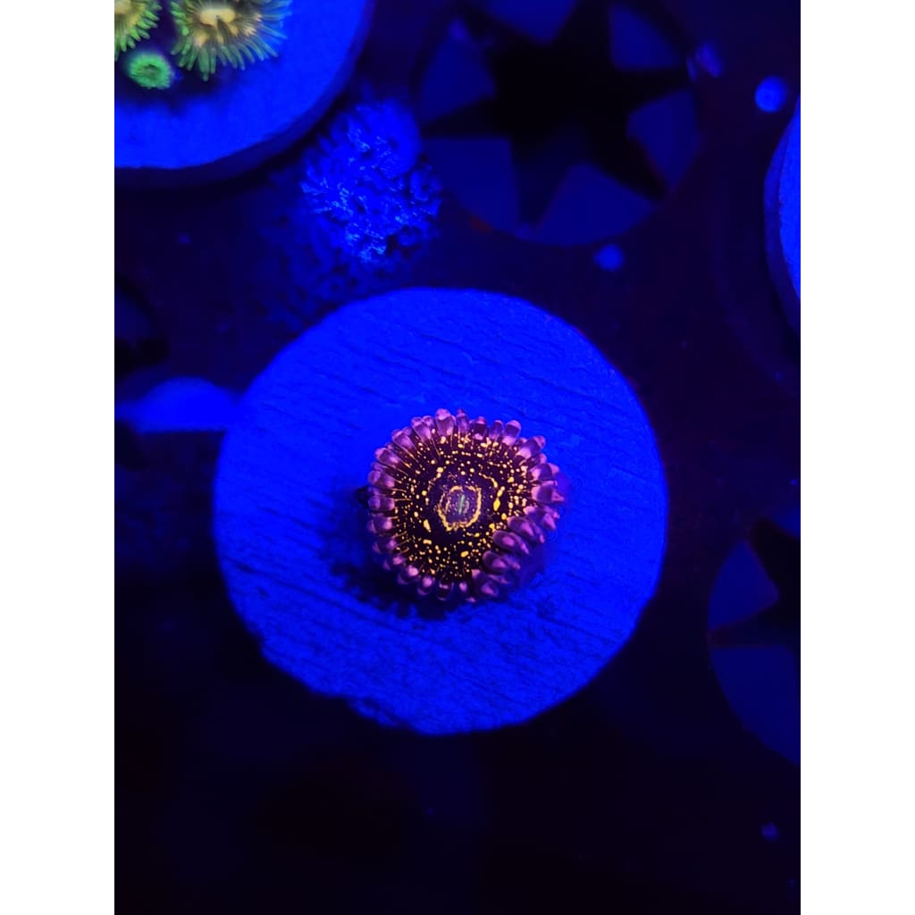 Stratosphere Zoanthid Frag WYSIWYG!