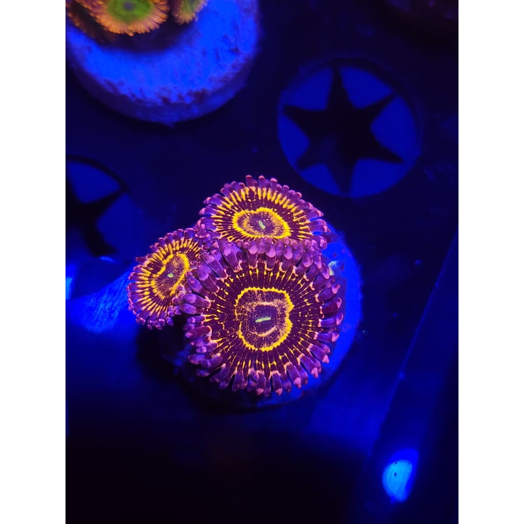 Stratosphere Zoanthid Frag WYSIWYG!