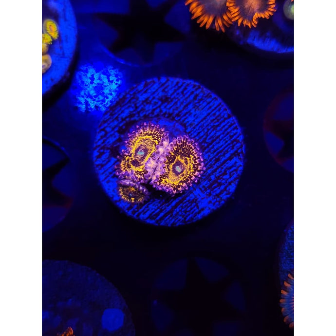 Stratosphere Zoanthid Frag WYSIWYG!