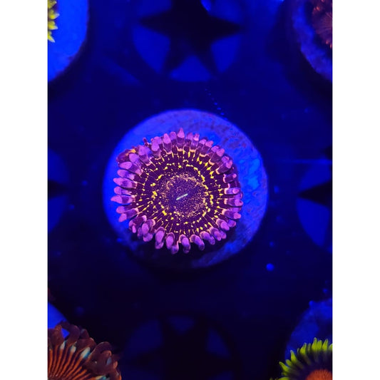 Stratosphere Zoanthid Frag WYSIWYG!