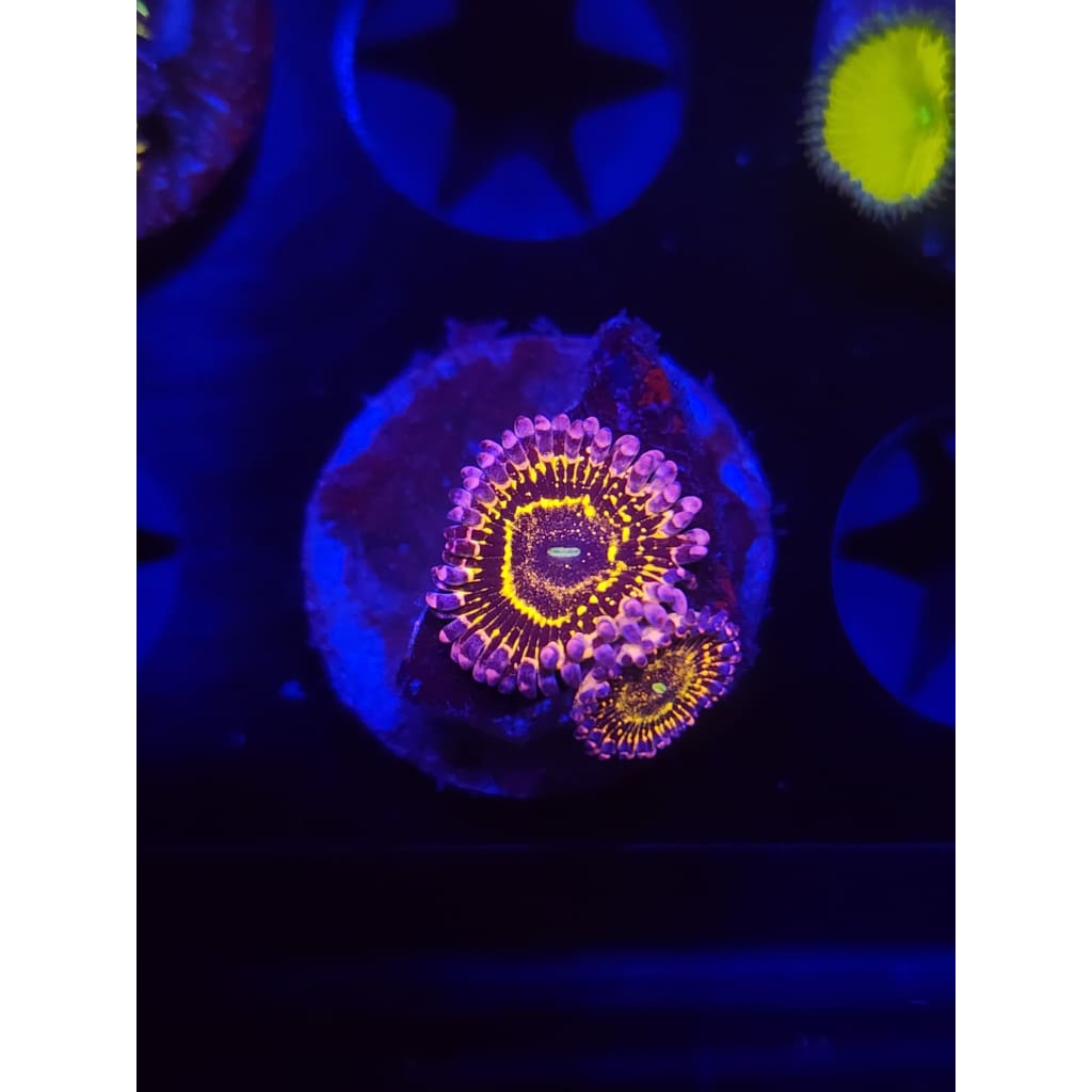 Stratosphere Zoanthid Frag WYSIWYG!