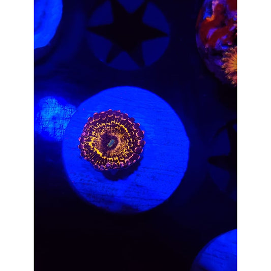 Stratosphere Zoanthid Frag WYSIWYG!