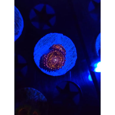 Stratosphere Zoanthid Frag WYSIWYG!
