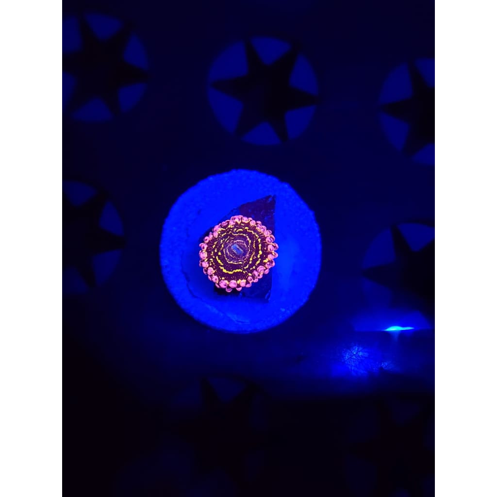 Stratosphere Zoanthid Frag WYSIWYG!