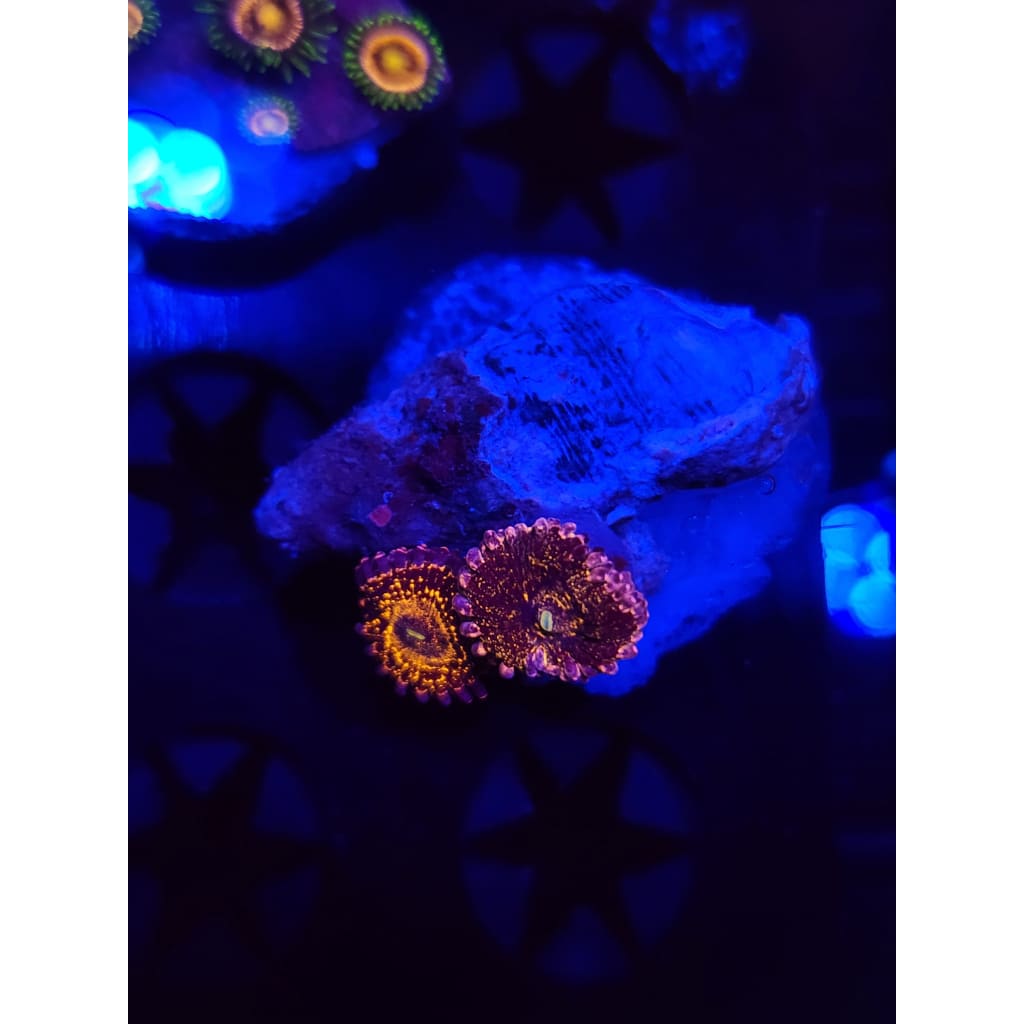 Stratosphere Zoanthid Frag WYSIWYG!