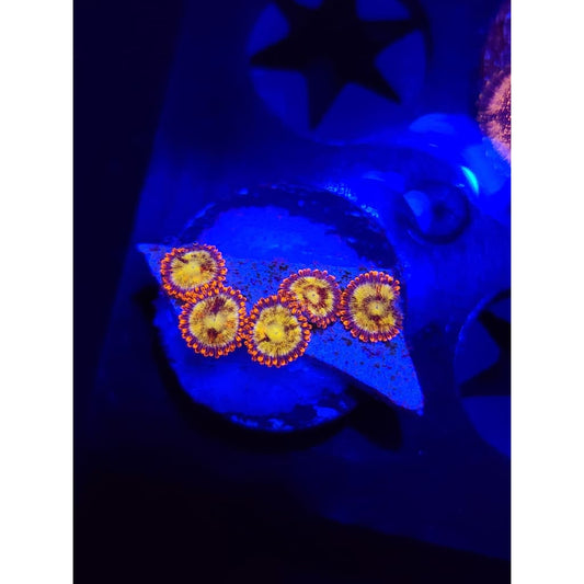 Sundial Zoanthid Frag WYSIWYG!