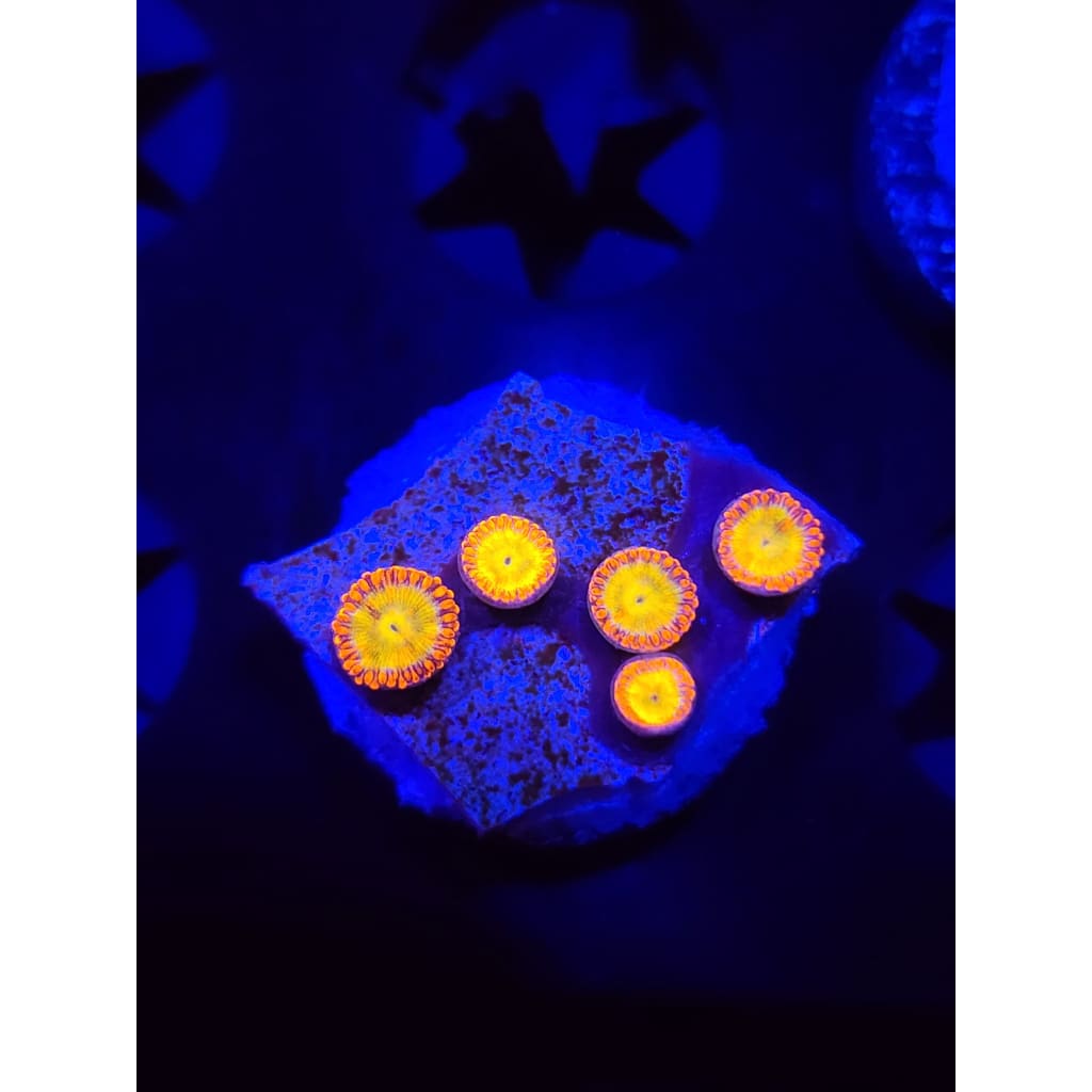 Sundial Zoanthid Frag WYSIWYG!