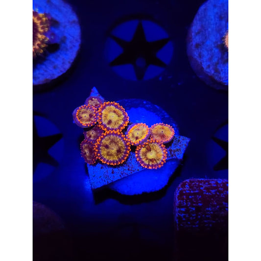 Sundial Zoanthid Frag WYSIWYG!