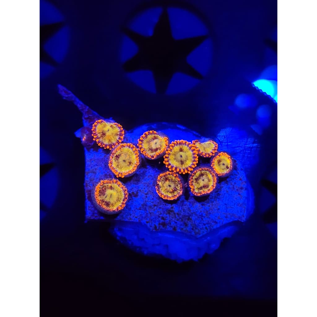 Sundial Zoanthid Frag WYSIWYG!