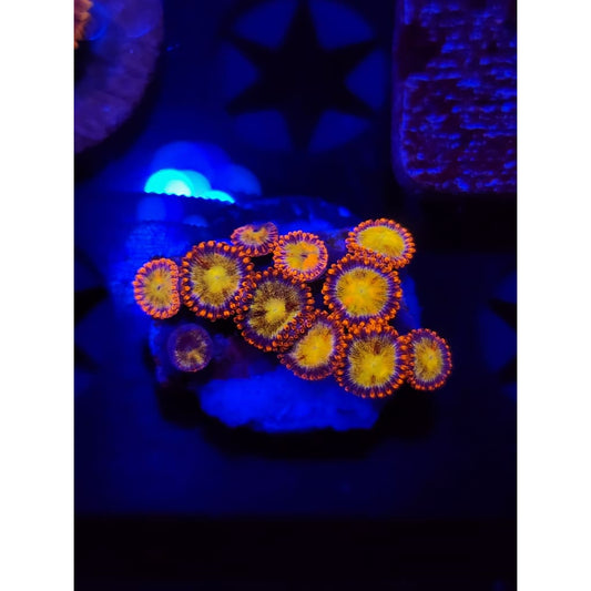Sundial Zoanthid Frag WYSIWYG!