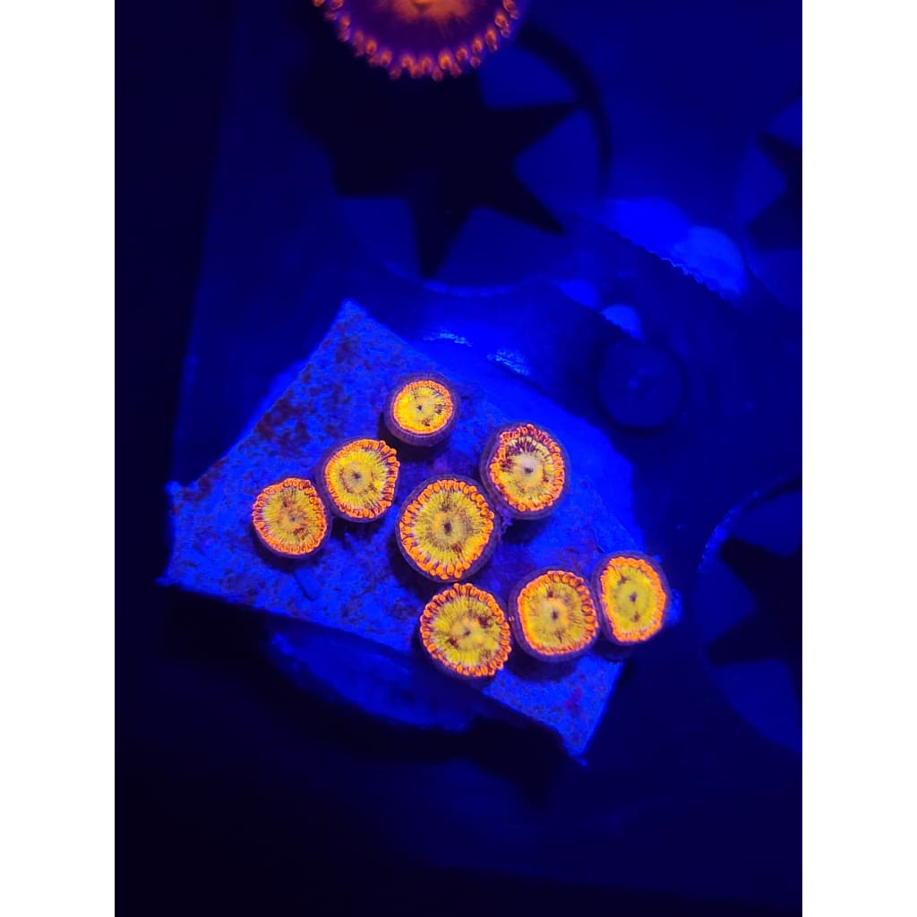 Sundial Zoanthid Frag WYSIWYG!