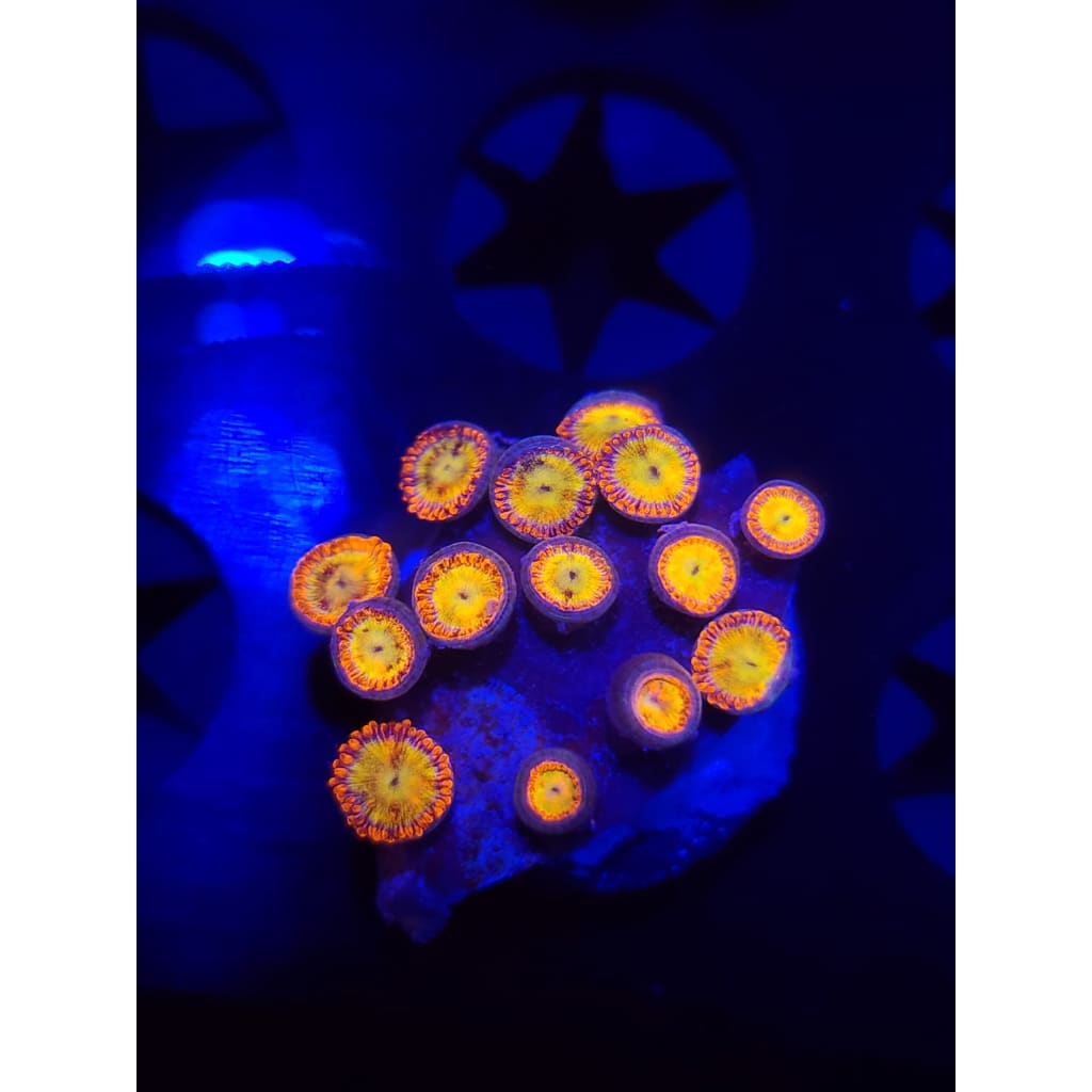 Sundial Zoanthid Frag WYSIWYG!