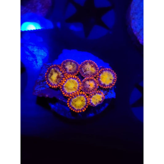 Sundial Zoanthid Frag WYSIWYG!