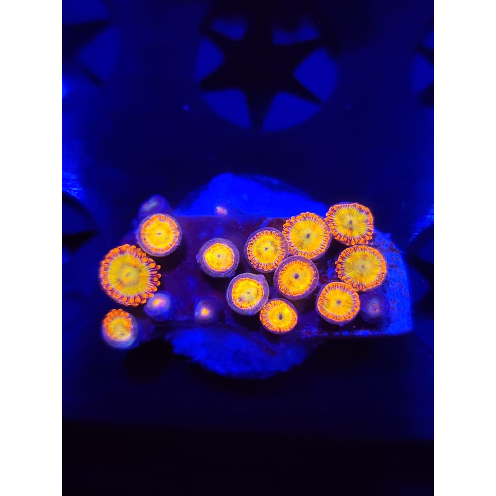 Sundial Zoanthid Frag WYSIWYG!