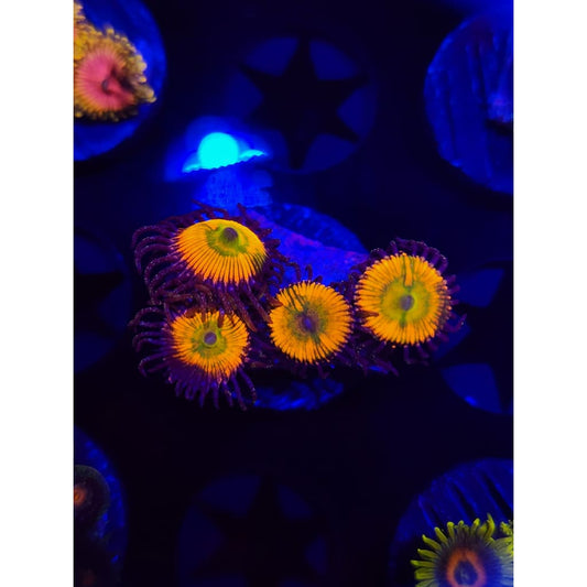 Sunny D Zoanthid Frag WYSIWYG!