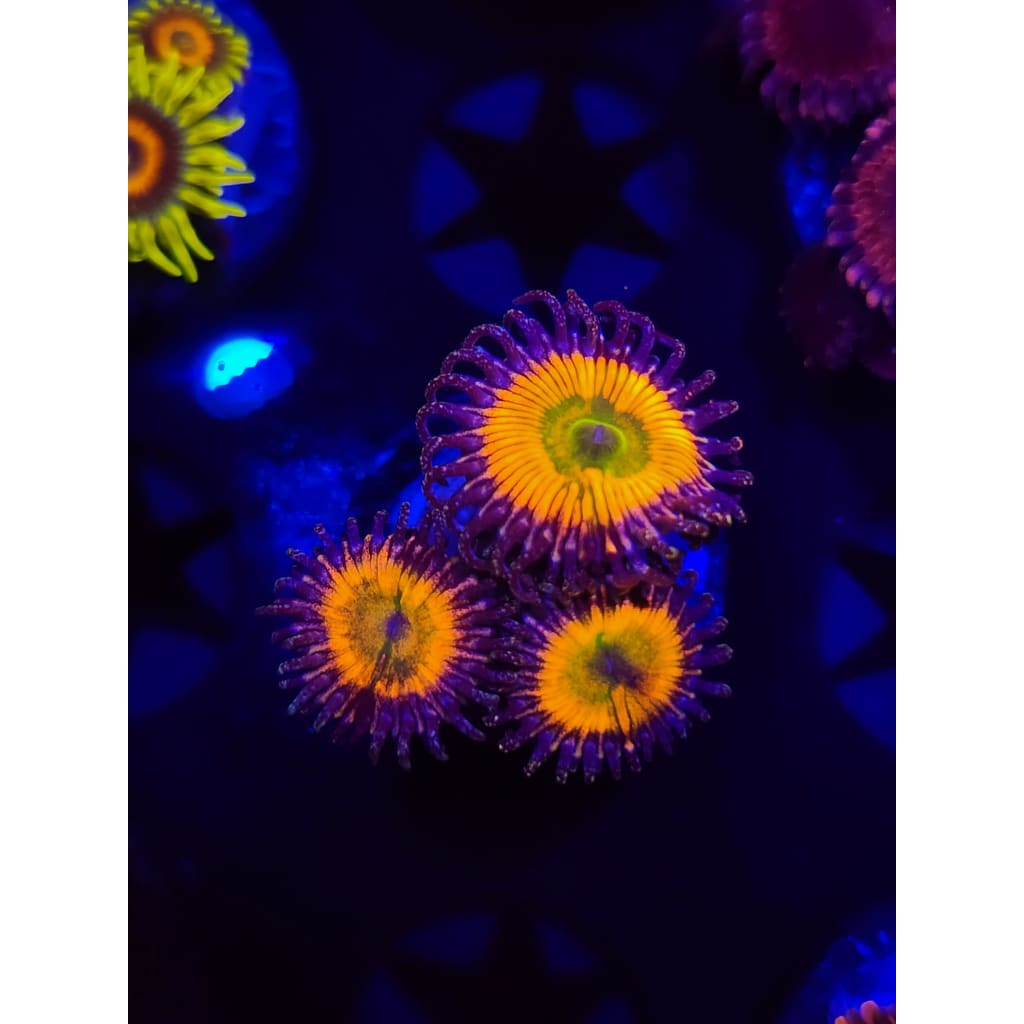 Sunny D Zoanthid Frag WYSIWYG!