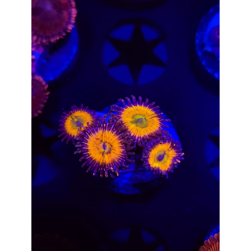 Sunny D Zoanthid Frag WYSIWYG!
