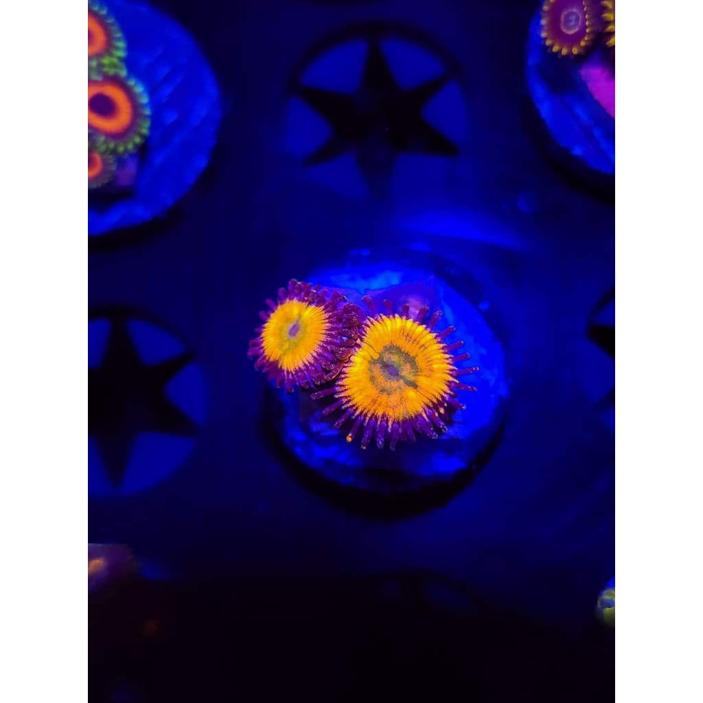 Sunny D Zoanthid Frag WYSIWYG!