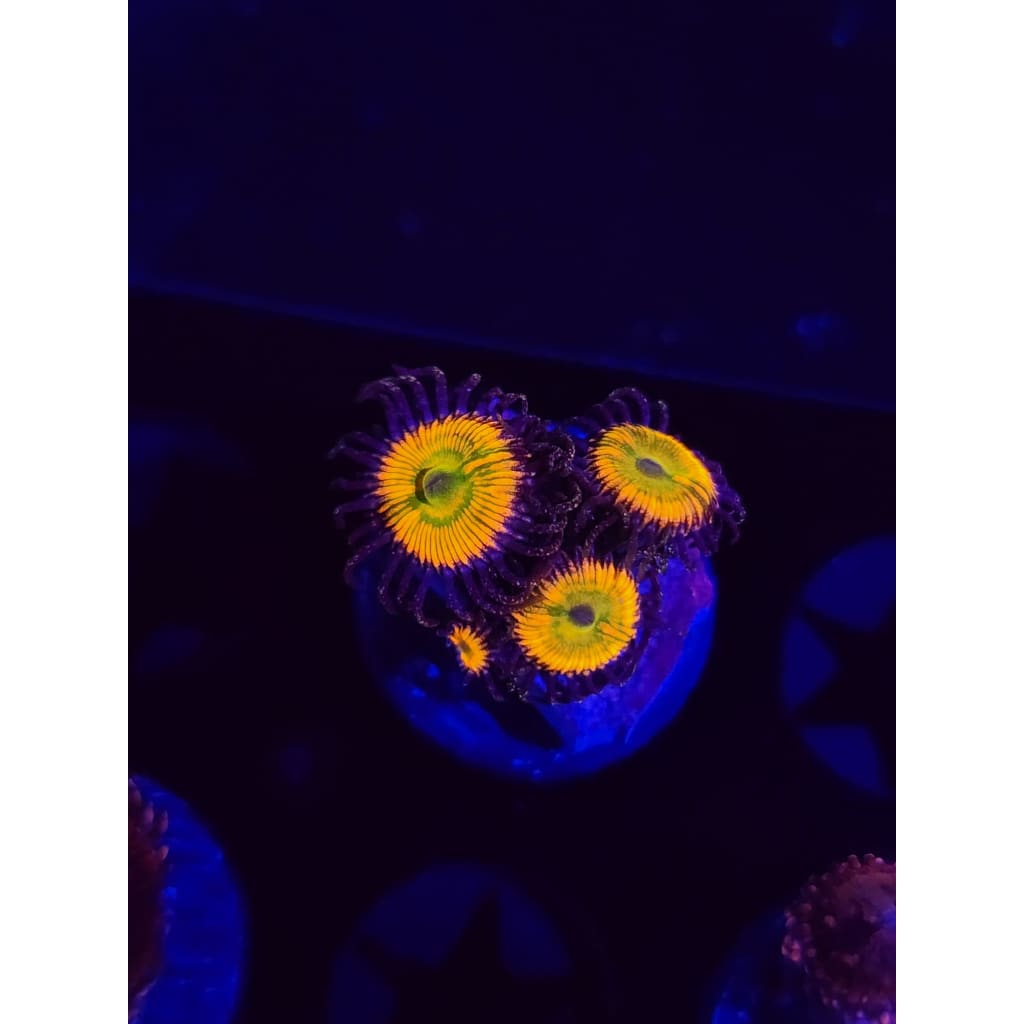 Sunny D Zoanthid Frag WYSIWYG!