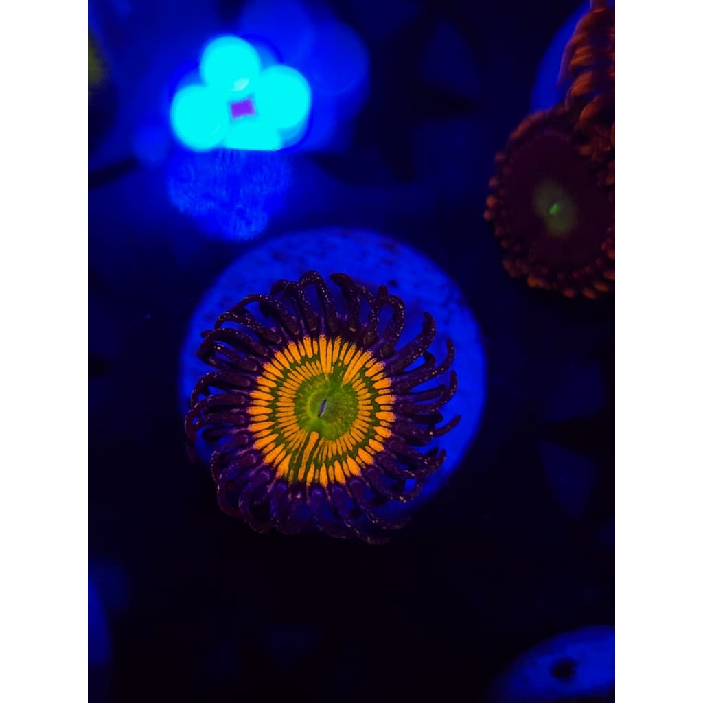 Sunny D Zoanthid Frag WYSIWYG!