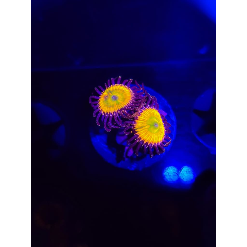 Sunny D Zoanthid Frag WYSIWYG!