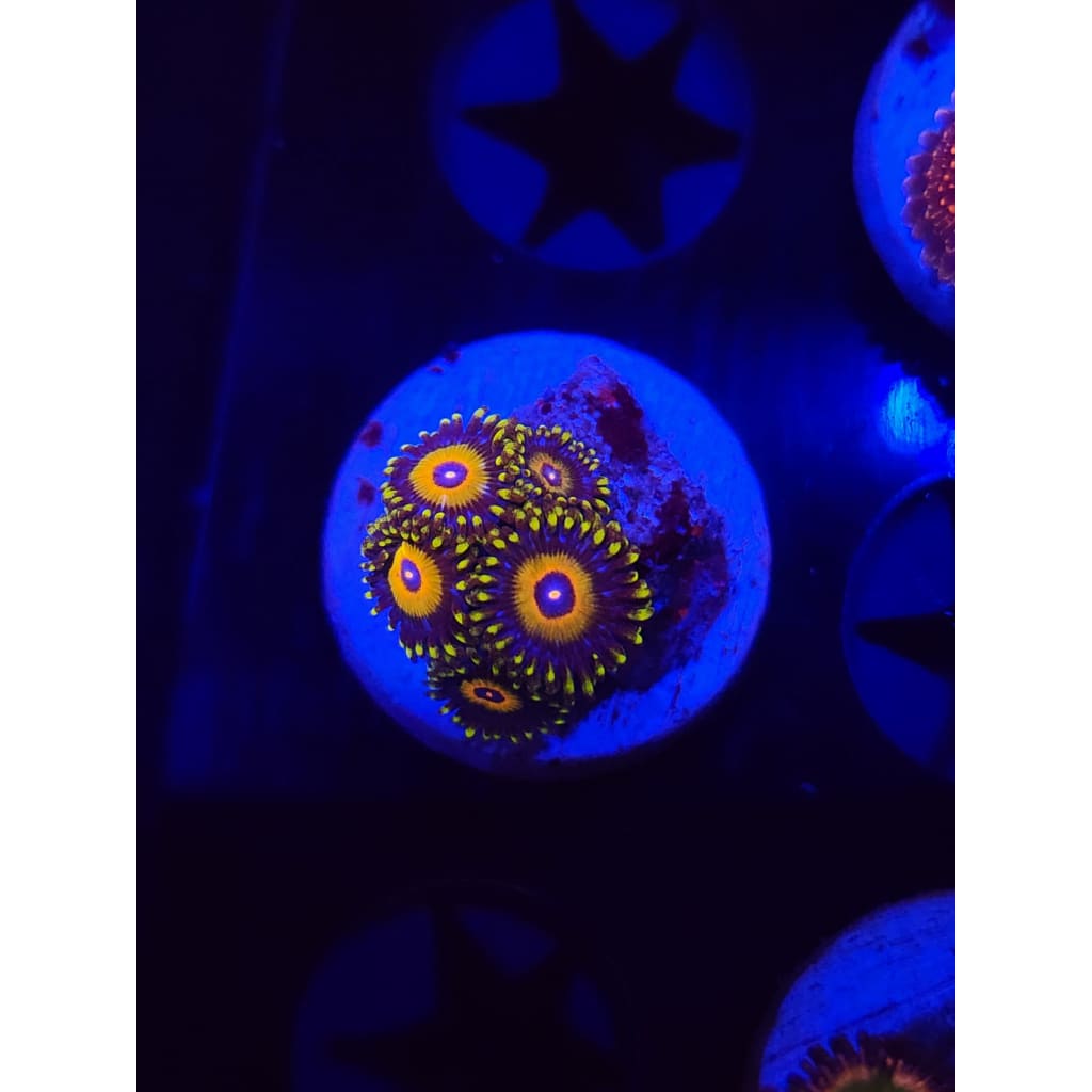 Super Saiyan Zoanthid Frag WYSIWYG!