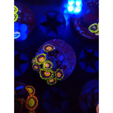 Super Saiyan Zoanthid Frag WYSIWYG!