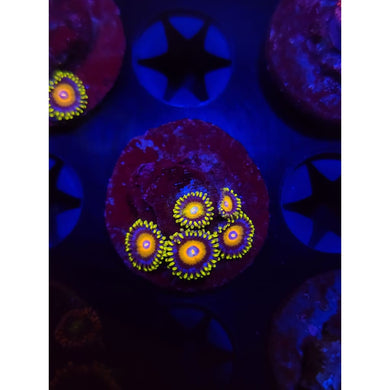 Super Saiyan Zoanthid Frag WYSIWYG!