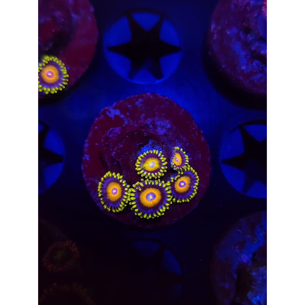Super Saiyan Zoanthid Frag WYSIWYG!