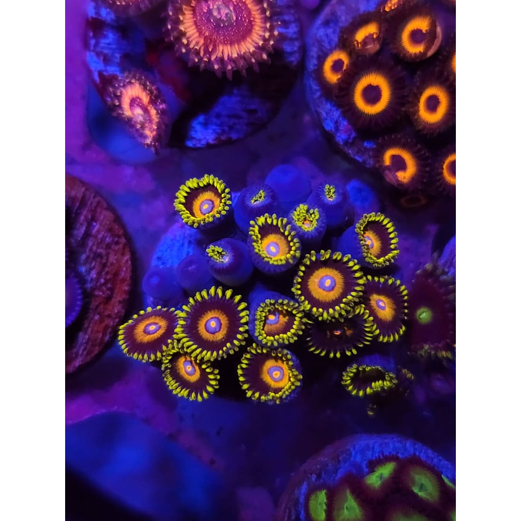 Super Saiyan Zoanthid Frag WYSIWYG!