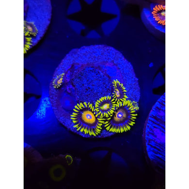 Super Saiyan Zoanthid Frag WYSIWYG!
