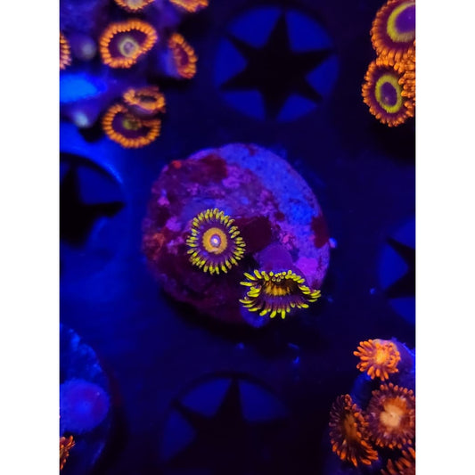 Super Saiyan Zoanthid Frag WYSIWYG!