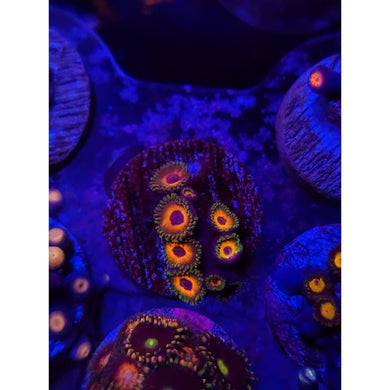 Tarzan Zoanthid Frag WYSIWYG!