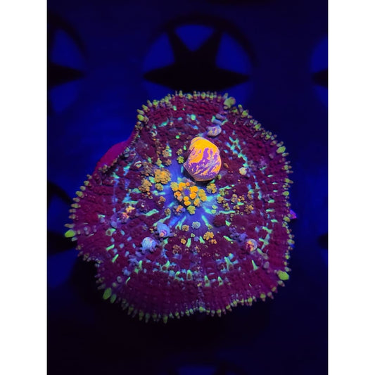 TCK Powerball Bounce Mushroom WYSIWYG!