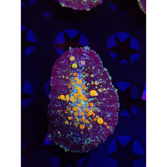 TCK Powerball Bounce Mushroom WYSIWYG!