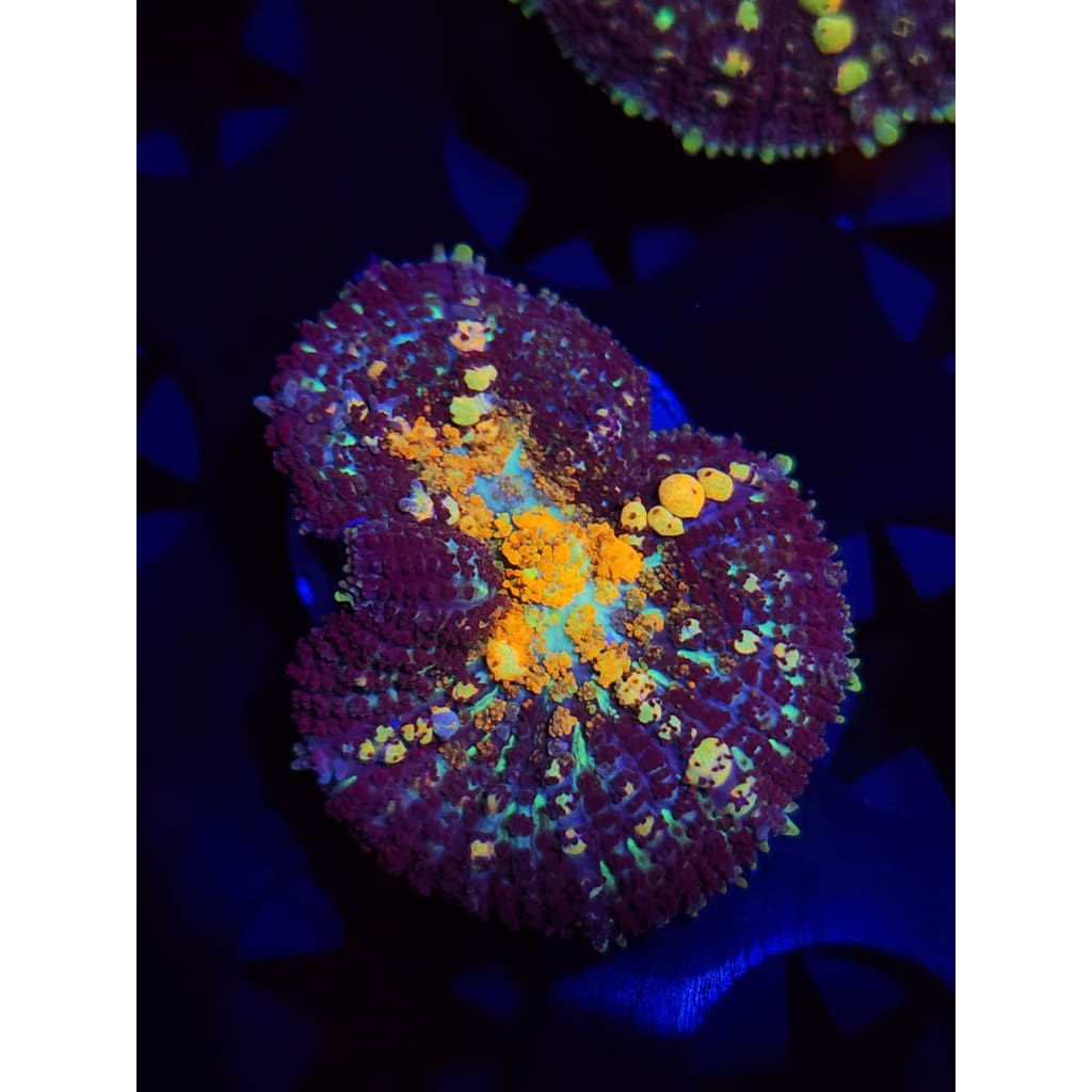 TCK Powerball Bounce Mushroom WYSIWYG!