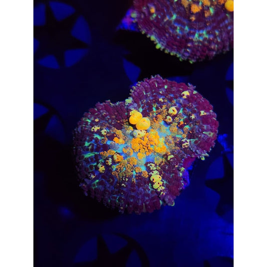 TCK Powerball Bounce Mushroom WYSIWYG!