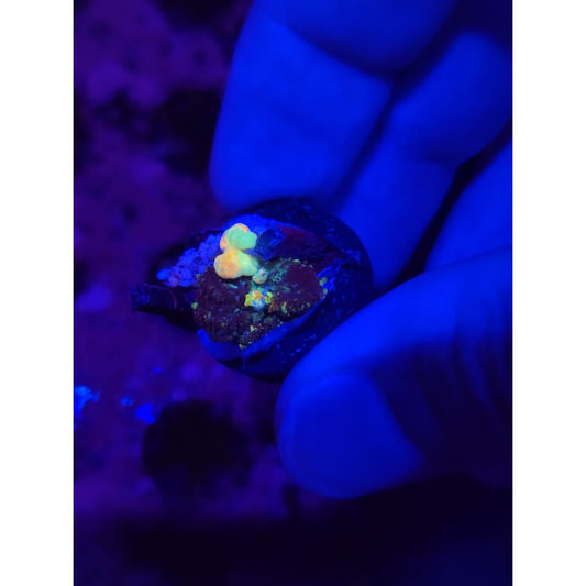 TCK Powerball Bounce Mushroom WYSIWYG!