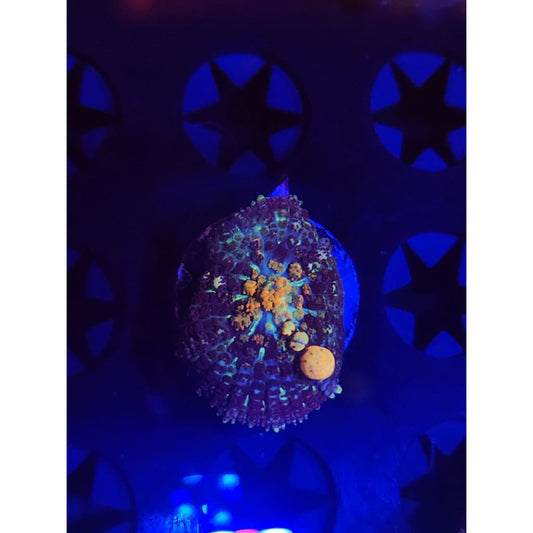 TCK Powerball Bounce Mushroom WYSIWYG!