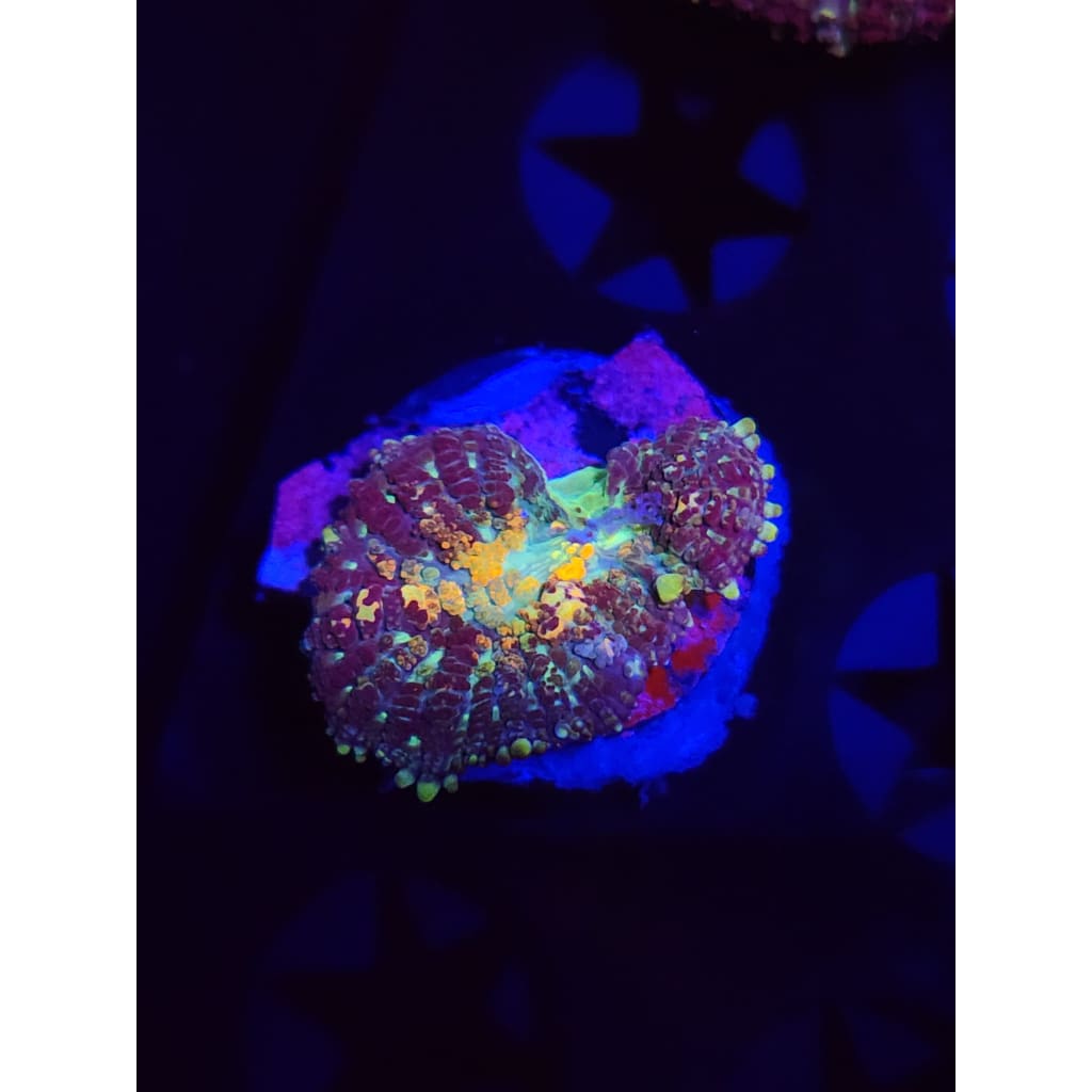 TCK Powerball Bounce Mushroom WYSIWYG!