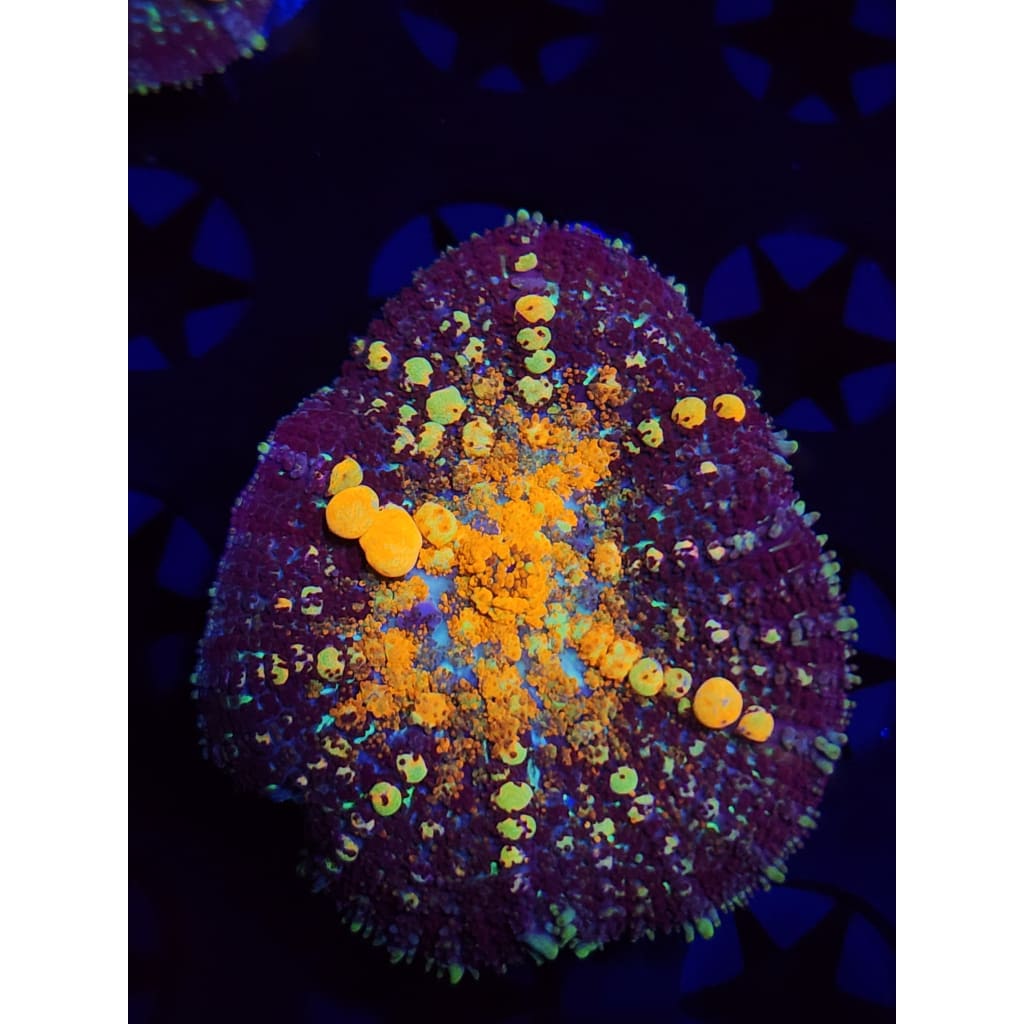 TCK Powerball Bounce Mushroom WYSIWYG!