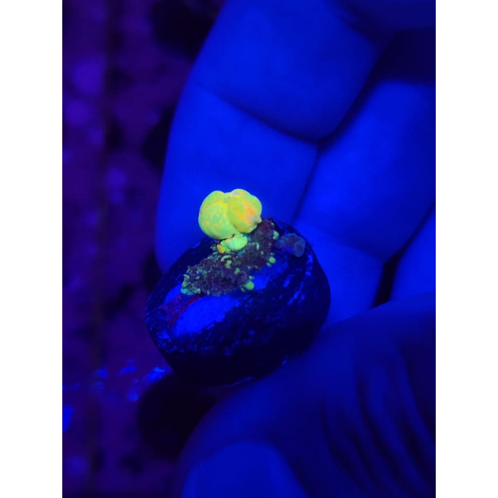 TCK Powerball Bounce Mushroom WYSIWYG!