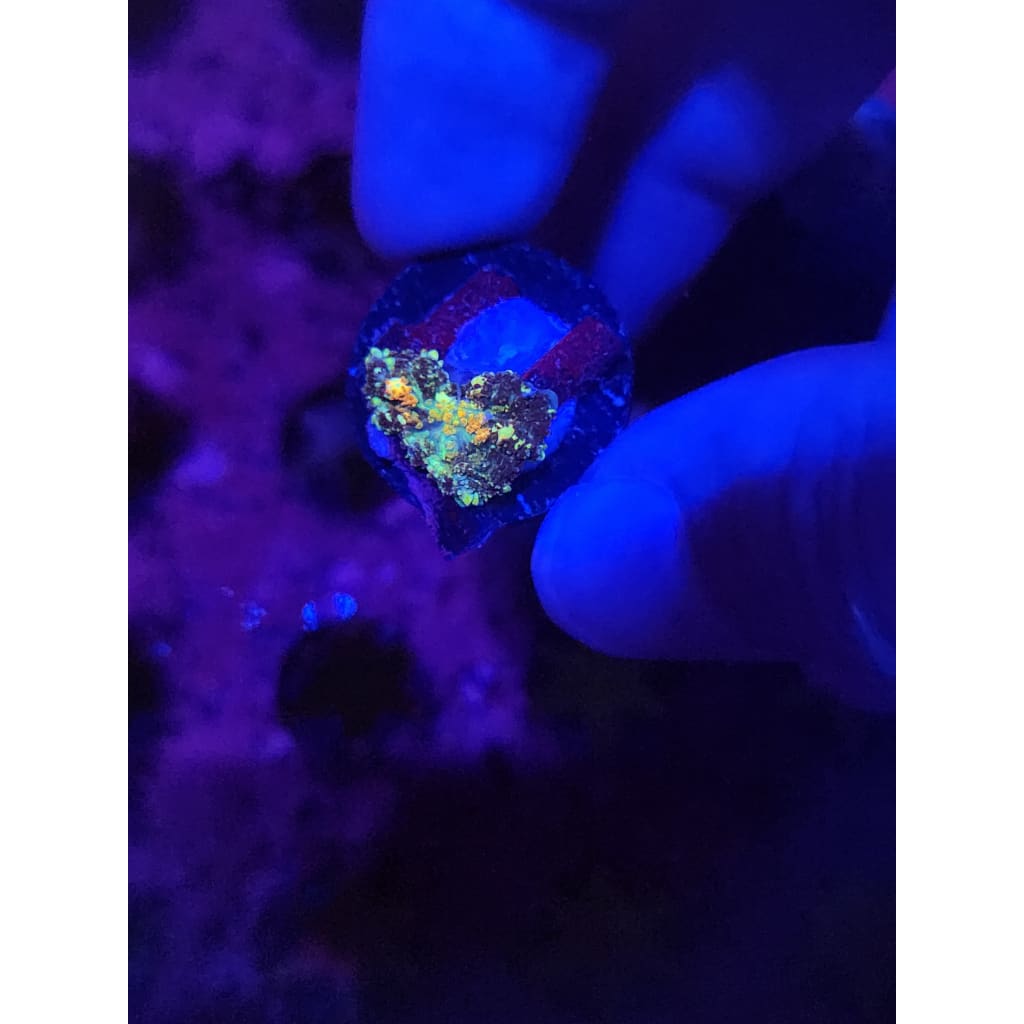 TCK Powerball Bounce Mushroom WYSIWYG!