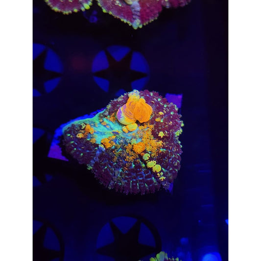 TCK Powerball Bounce Mushroom WYSIWYG!