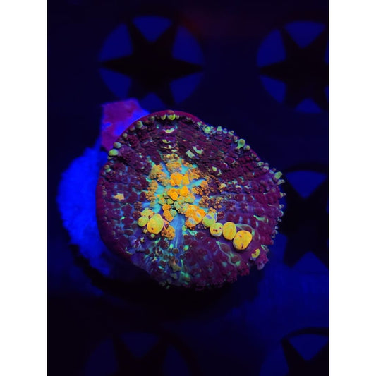 TCK Powerball Bounce Mushroom WYSIWYG!