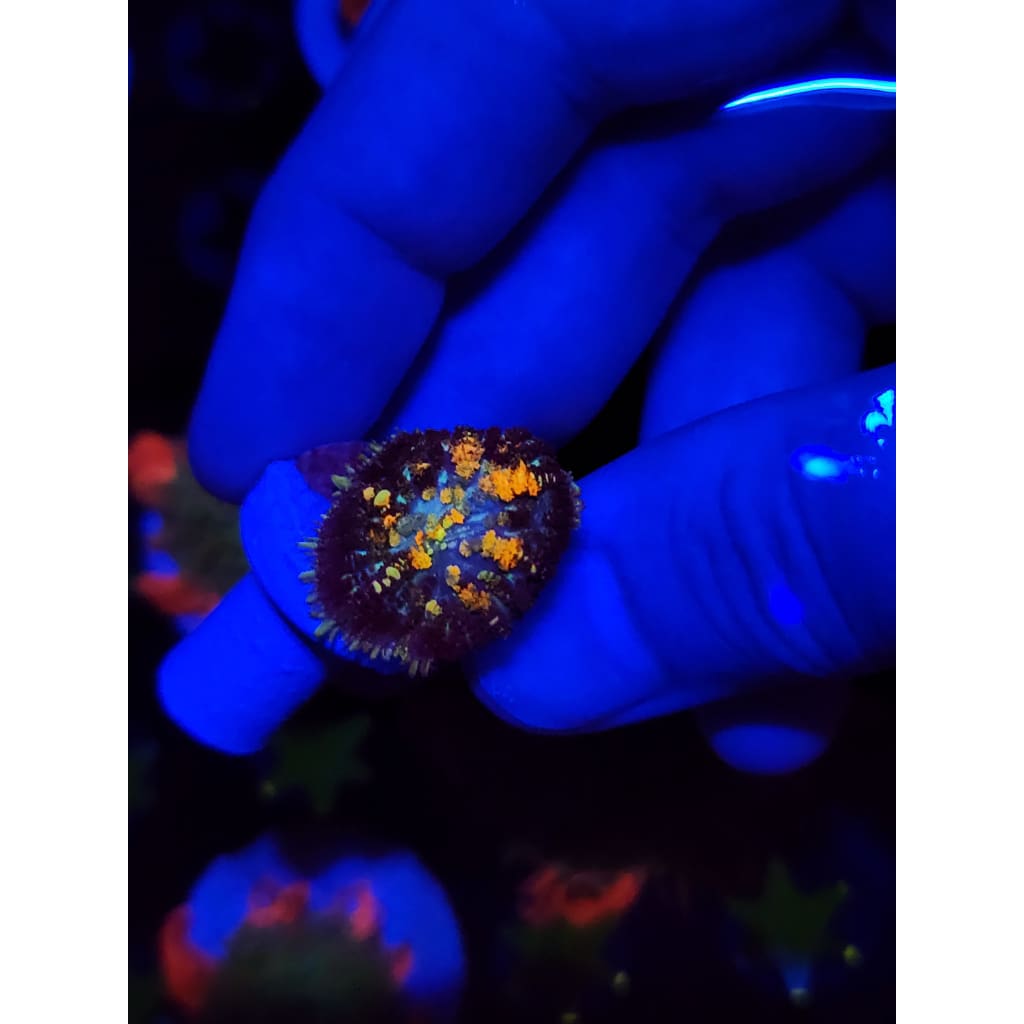 TCK Powerball Bounce Mushroom WYSIWYG!