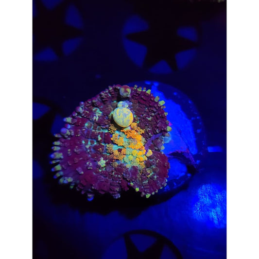 TCK Powerball Bounce Mushroom WYSIWYG!