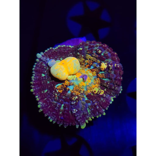 TCK Powerball Bounce Mushroom WYSIWYG!