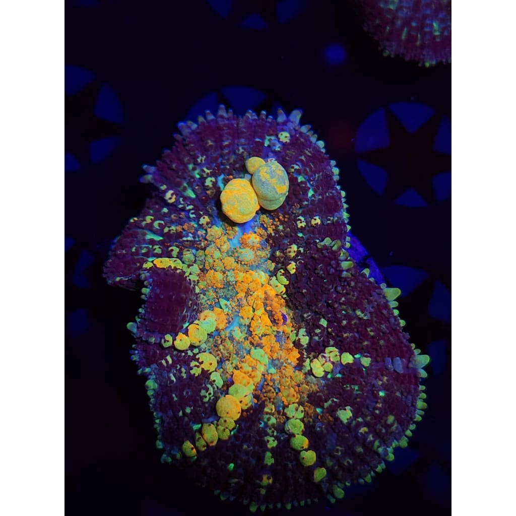 TCK Powerball Bounce Mushroom WYSIWYG!